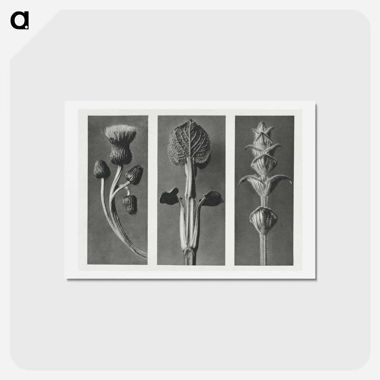 アートポストカード-Cirsium canum (Queen Anne Thistle) enlarged 4 times, Phlomis umbrosa enlarged 4 times, and Salvia enlarged 6 times from Urformen der Kunst by . Original from The Rijksmuseum. Digitally enhanced - カール ブロスフェルト Postcard.
