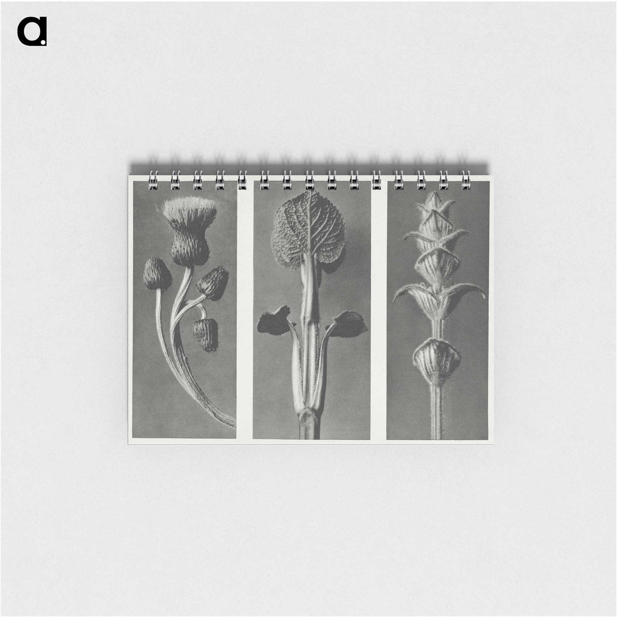 1-33_Karl-Blossfeldt_memo