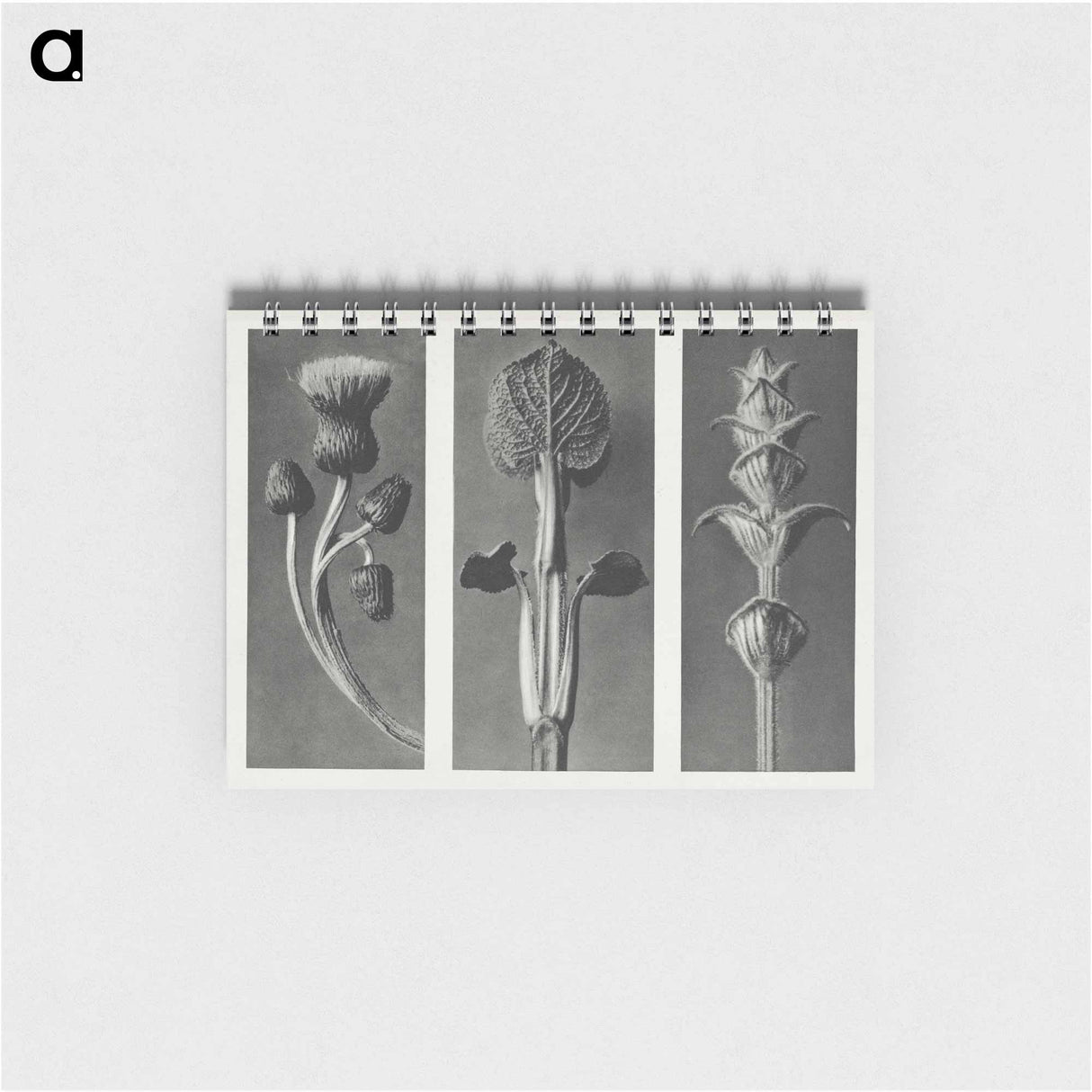 Cirsium canum (Queen Anne Thistle) enlarged 4 times, Phlomis umbrosa enlarged 4 times, and Salvia enlarged 6 times from Urformen der Kunst by . Original from The Rijksmuseum. Digitally enhanced - カール ブロスフェルト Memo.