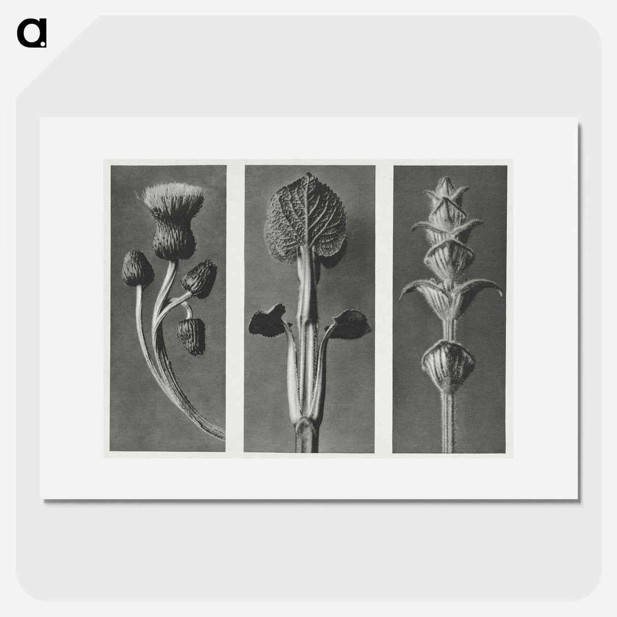 1-33_Karl-Blossfeldt_picture