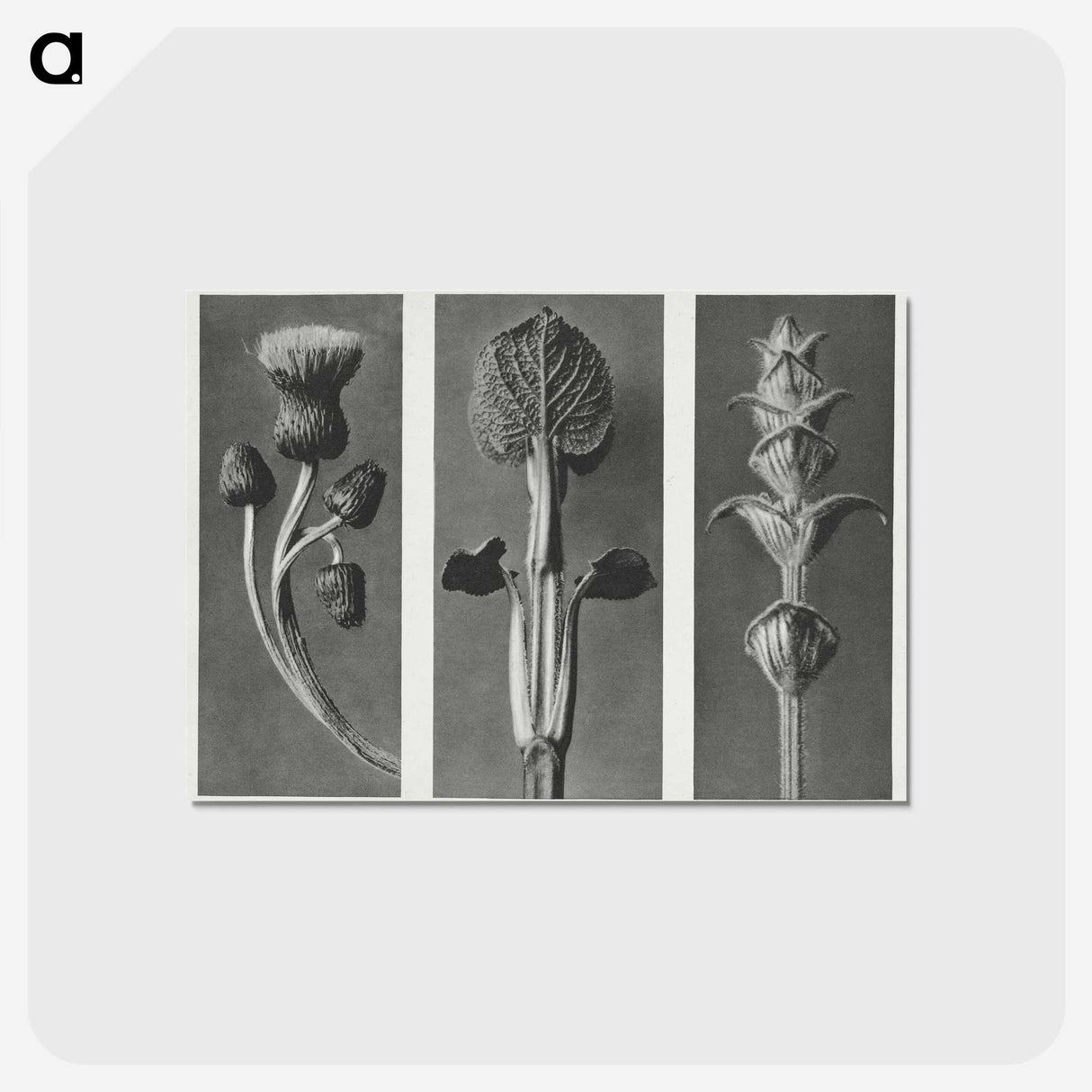 1-33_Karl-Blossfeldt_postcard