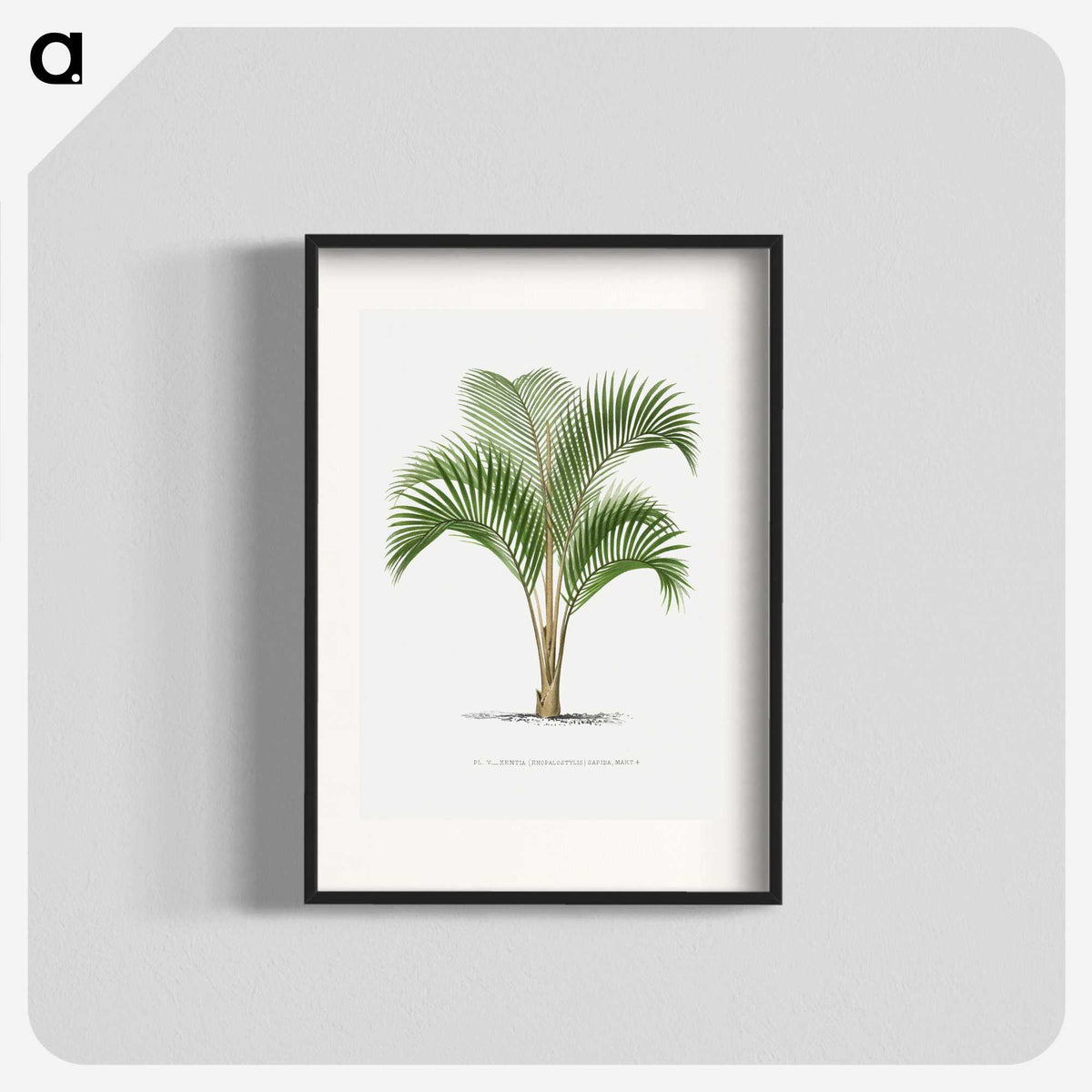 1-33_Les-Palmiers-Histoire-Iconographique_blk