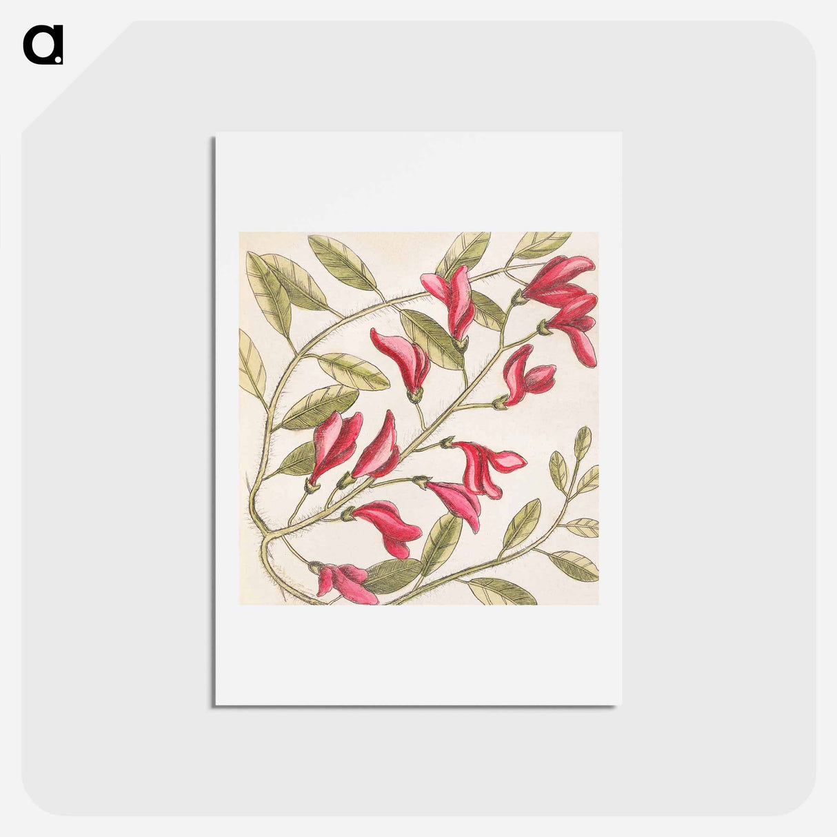 アートポストカード-Sorrel Tree, Acacia, and Candle-berry Myrtle
- マーク ケイツビー Postcard.