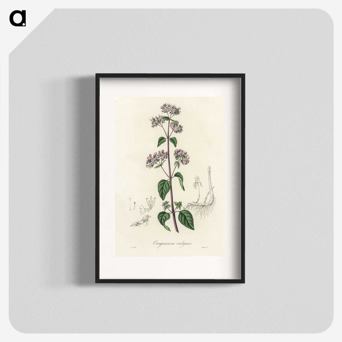 1-33_Medical-Botany_blk