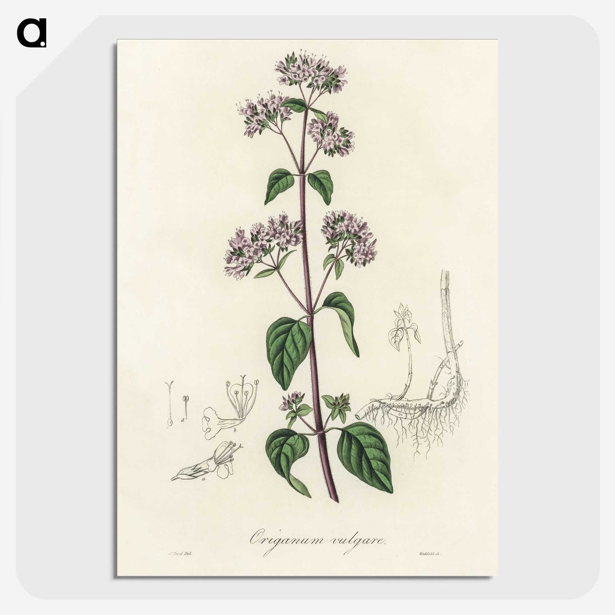1-33_Medical-Botany_picture-crop