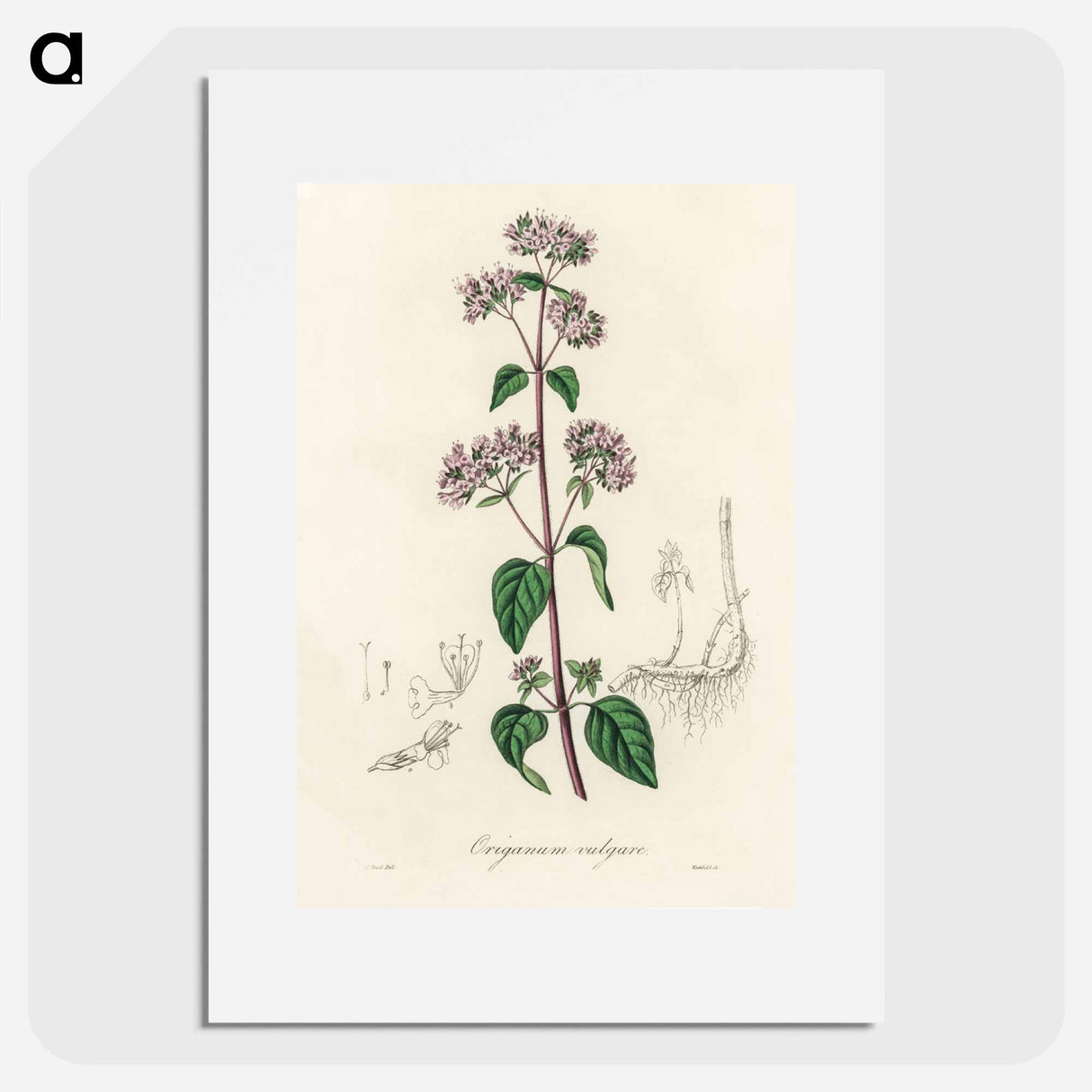 アートポスター-Oregano (Origanum vulgare)
- 薬用植物学 Poster.
