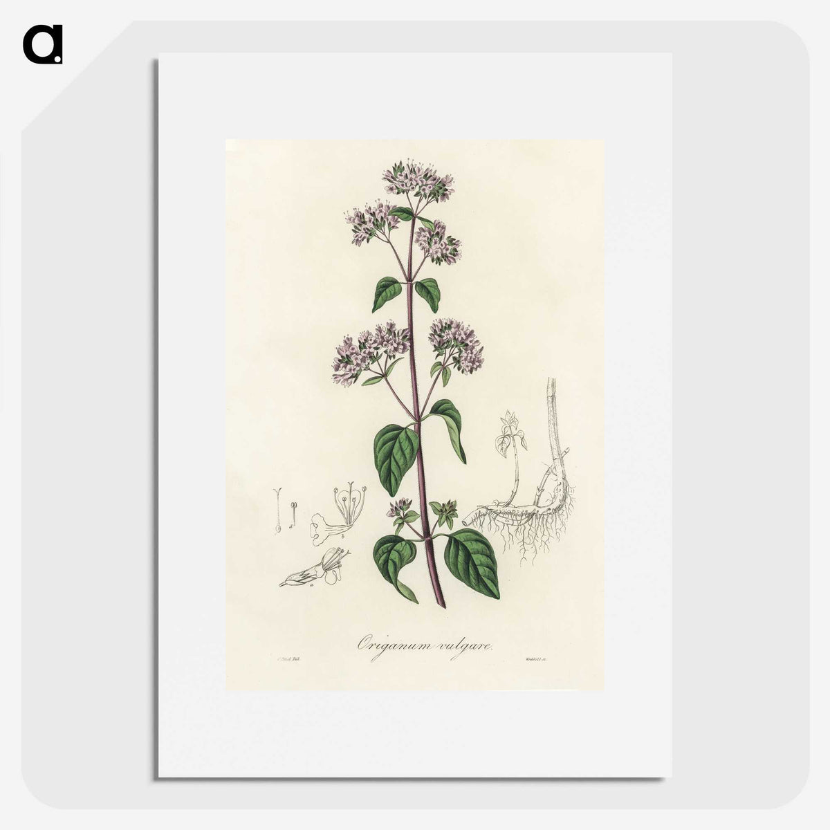 1-33_Medical-Botany_picture