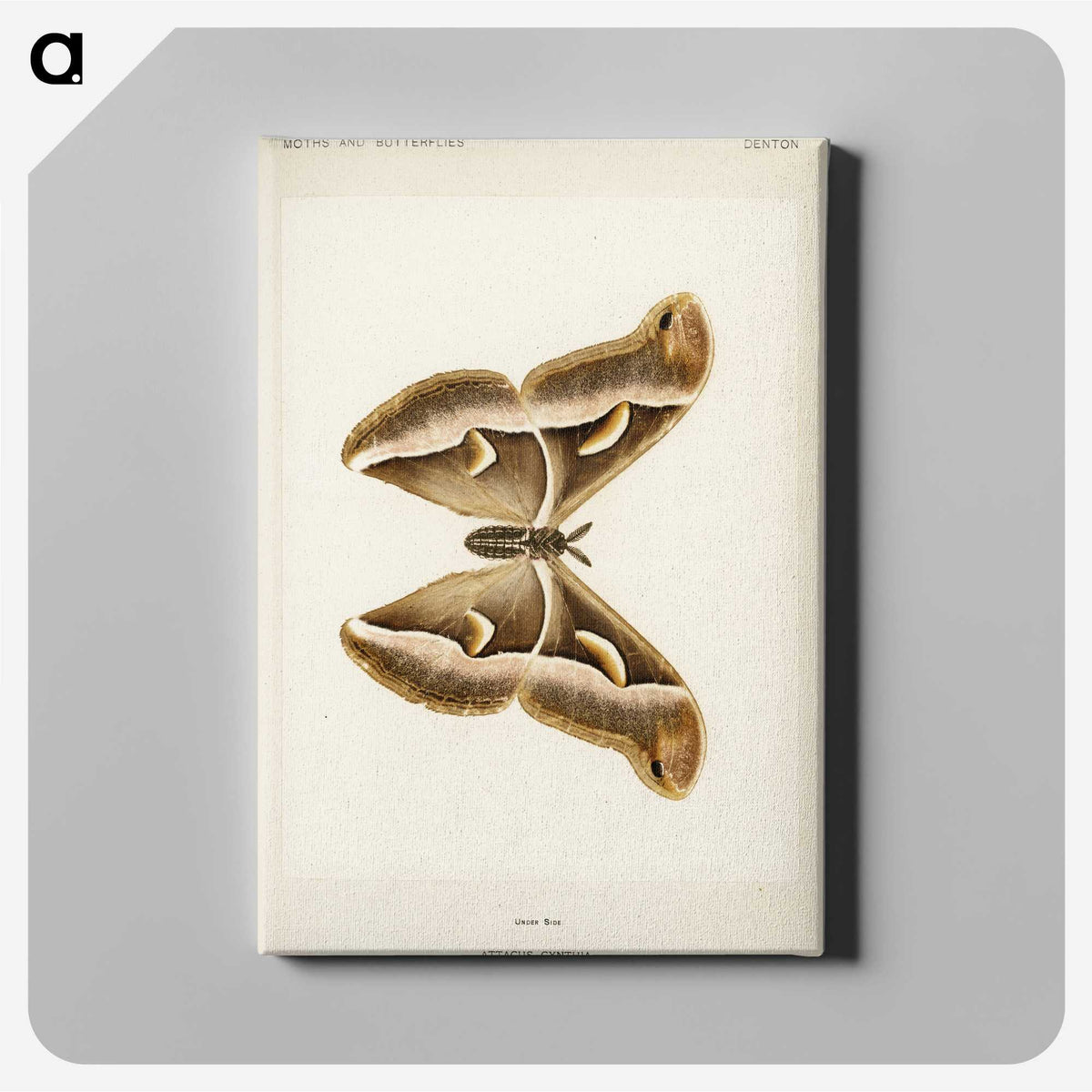 1-33_Moths-and-Butterflies-of-the-United-States_canvas