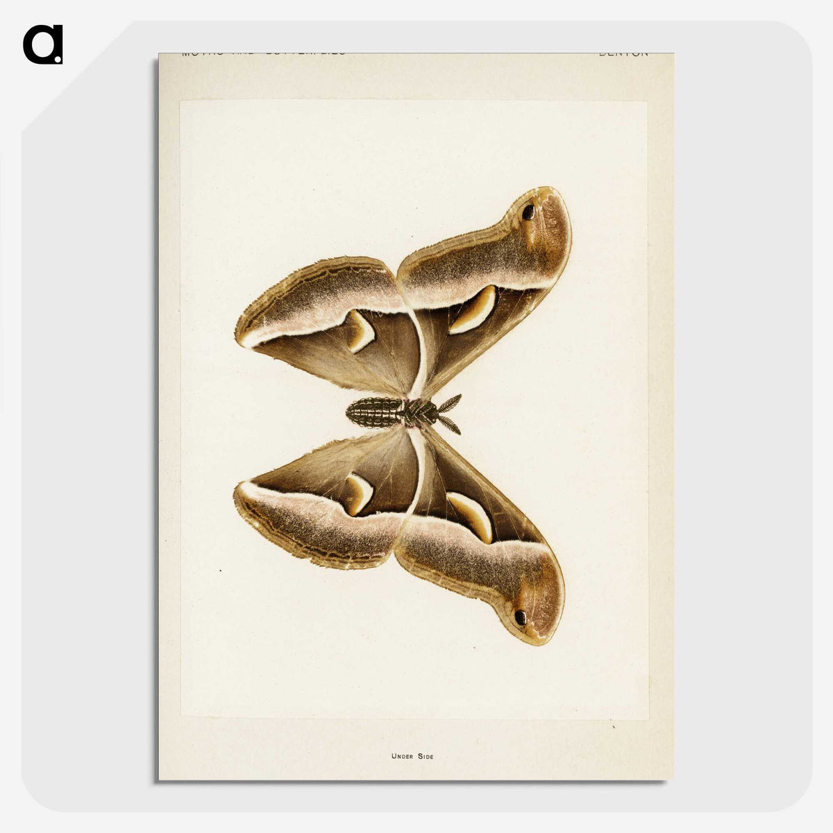 1-33_Moths-and-Butterflies-of-the-United-States_picture-crop