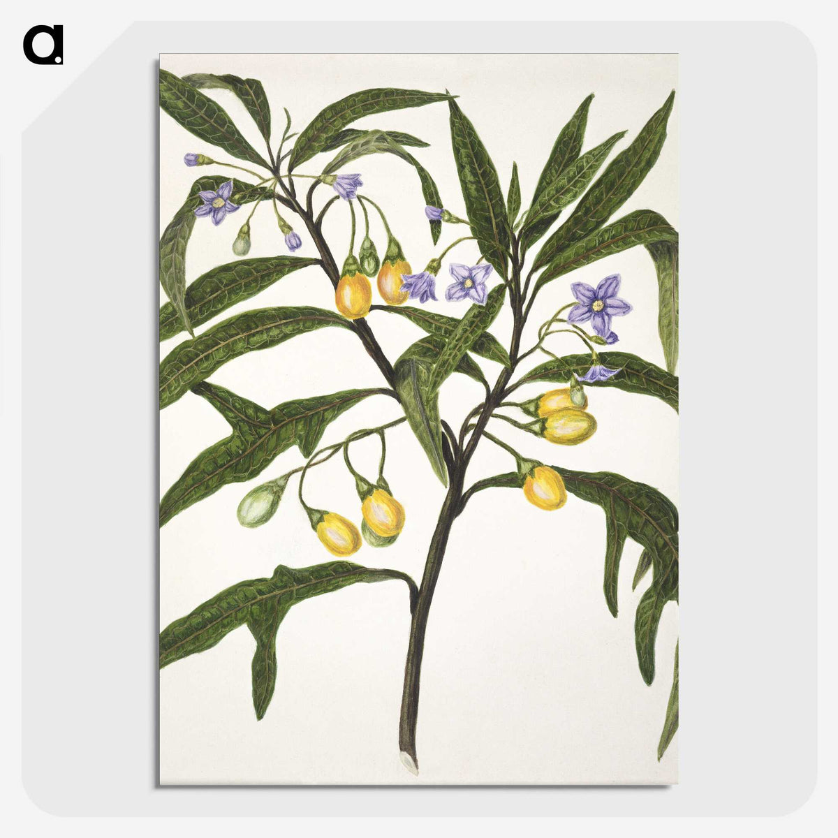 1-33_Native-Flowering-Plants-of-New-Zealand_picture-crop