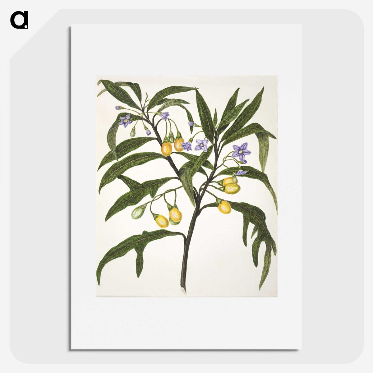 1-33_Native-Flowering-Plants-of-New-Zealand_picture
