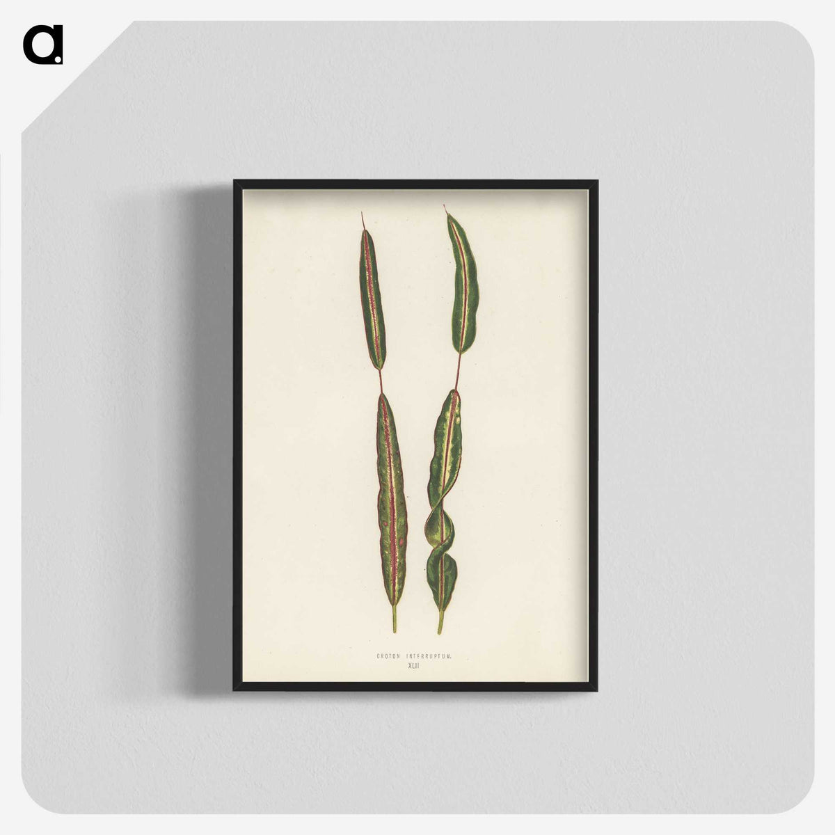 1-33_New-and-Rare-Beautiful-Leaved-Plants_blk-crop