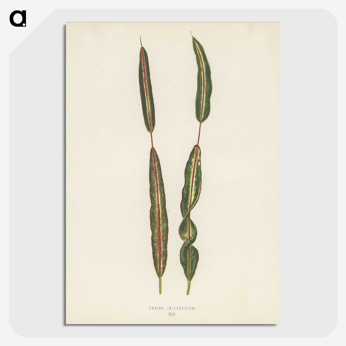 1-33_New-and-Rare-Beautiful-Leaved-Plants_picture-crop