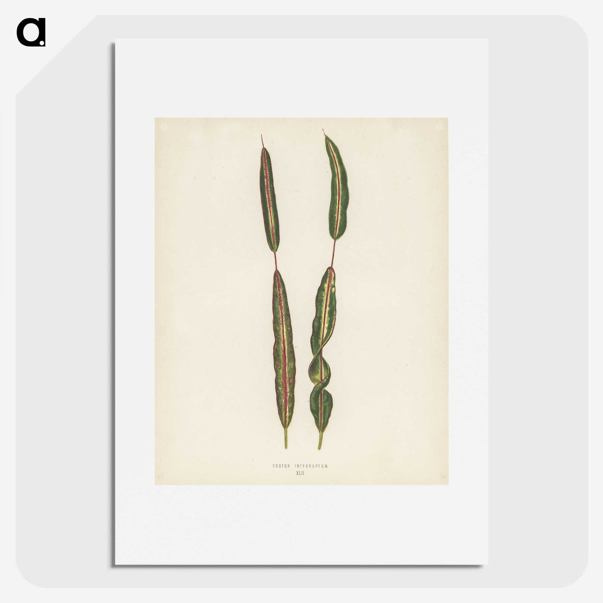 1-33_New-and-Rare-Beautiful-Leaved-Plants_picture