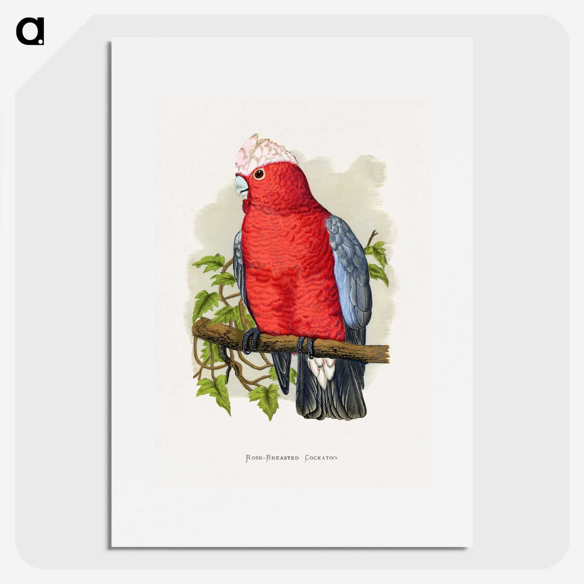 1-33_Parrots-in-Captivity_picture