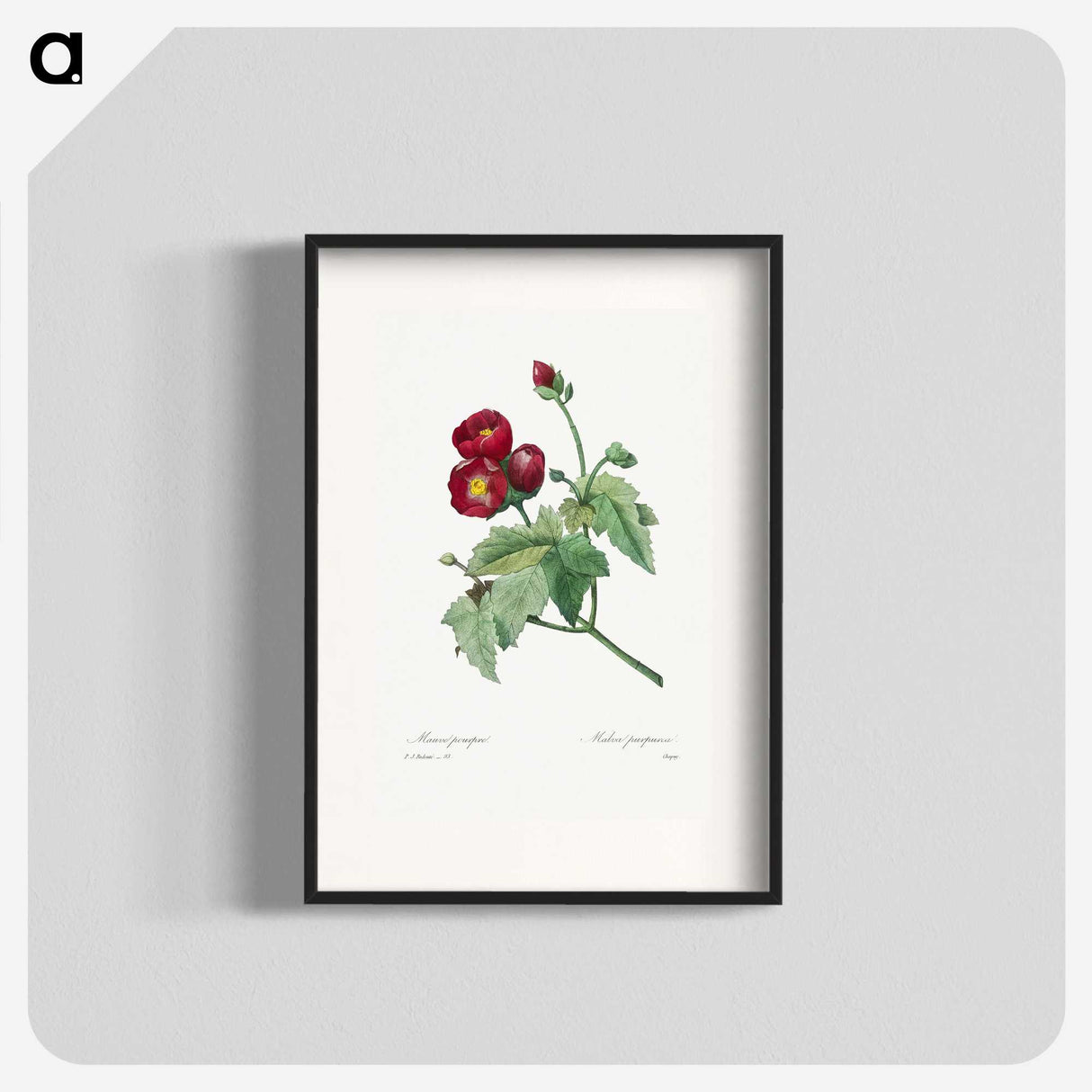 1-33_Pierre-Joseph-Redoute_blk