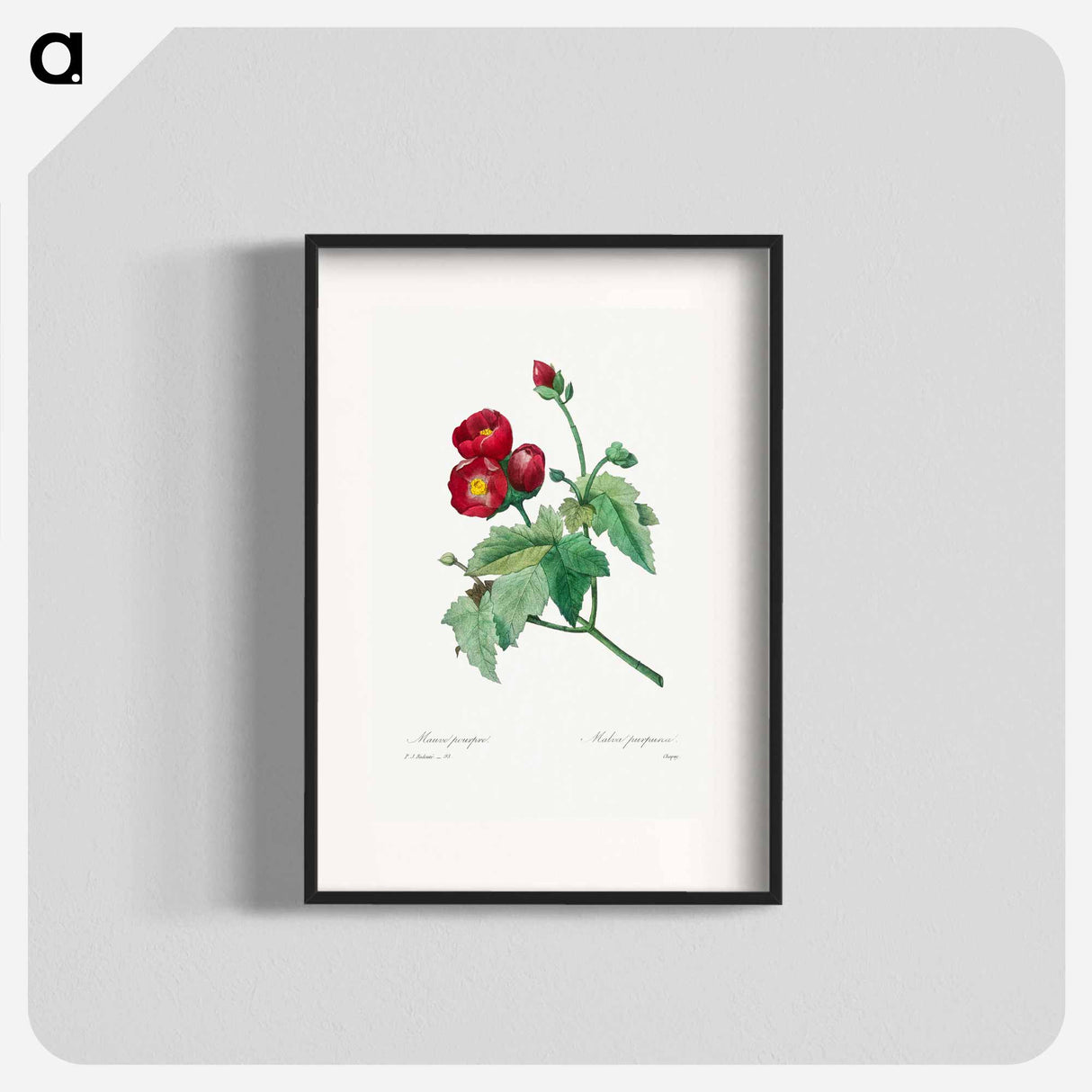 Purple Mallow - Pierre Joseph Redouté Poster.