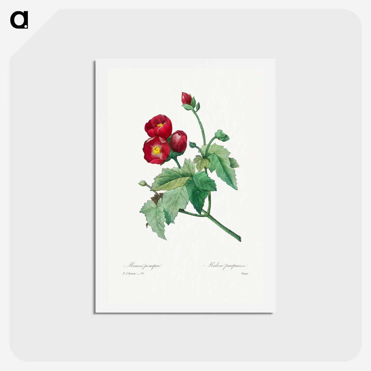 アートポストカード-Purple Mallow - ピエール ジョゼフ ルドゥーテ Postcard.