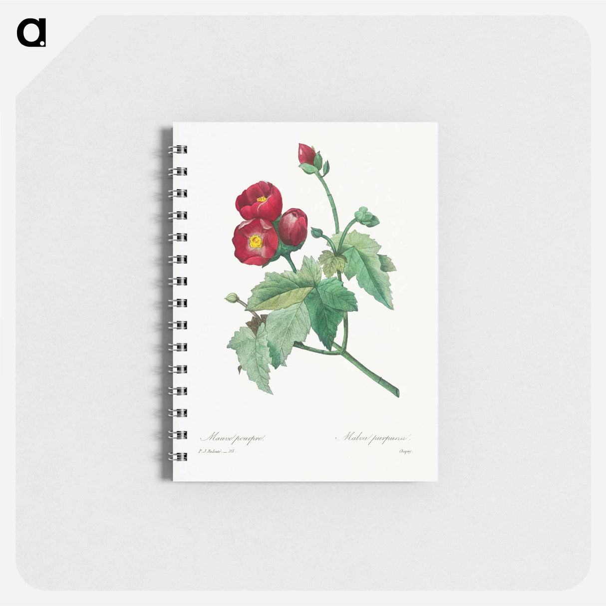 Purple Mallow - ピエール ジョゼフ ルドゥーテ Memo.