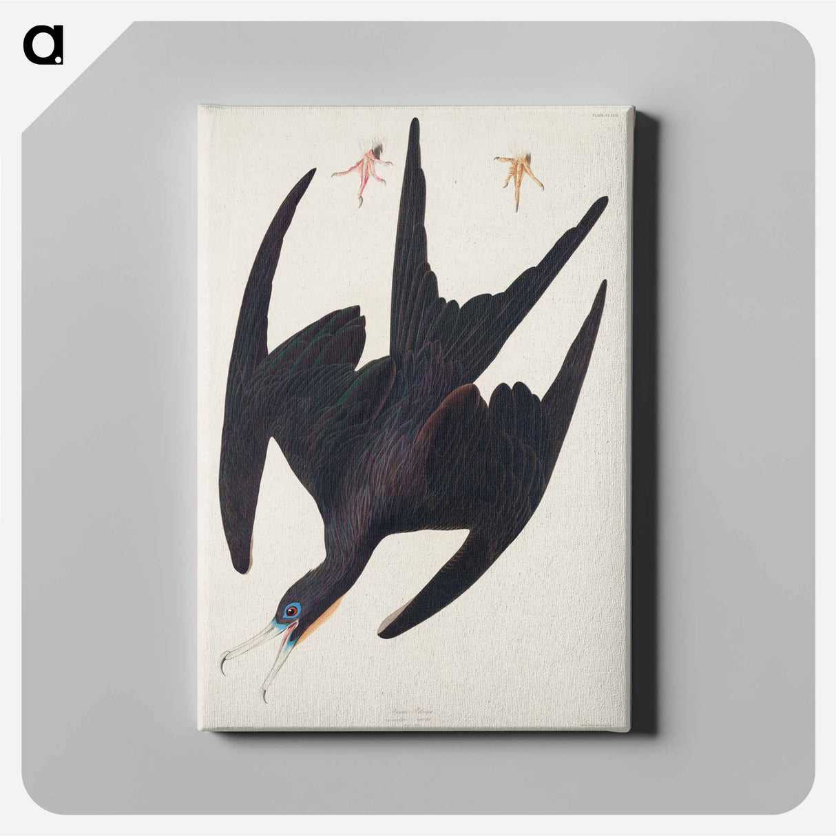 アートパネル-Frigate Pelican from Birds of America
- アメリカの鳥たち Canvas.