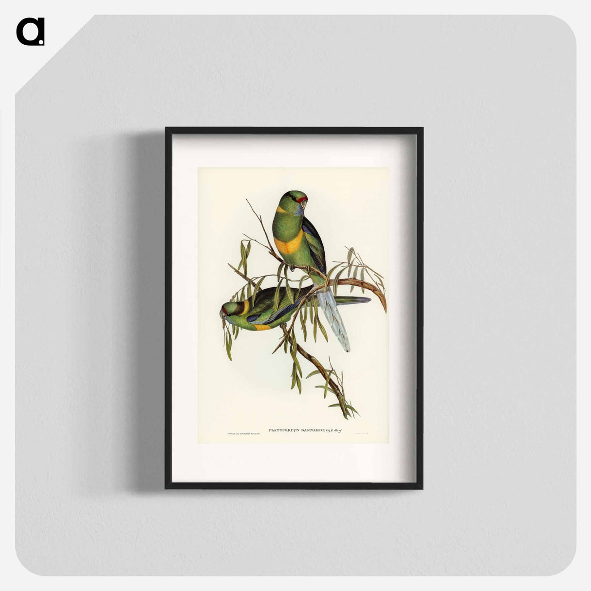 アートポスター-Barnard's Parakeet
- オーストラリアの鳥 Poster.