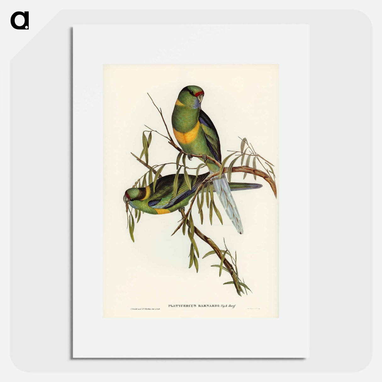 アートポスター-Barnard's Parakeet
- オーストラリアの鳥 Poster.