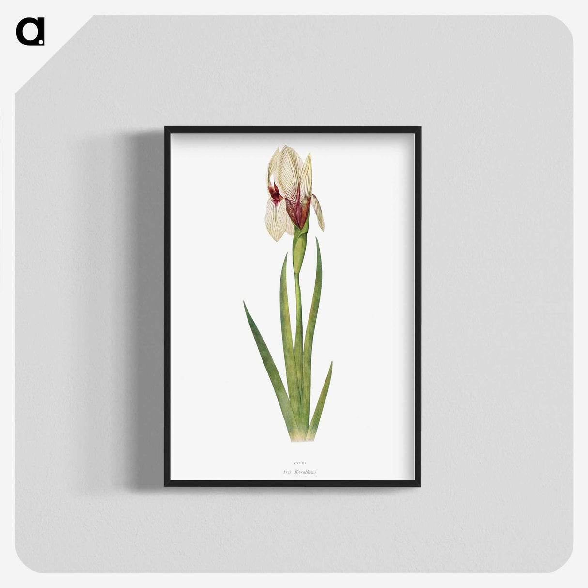 1-33_The-Genus-Iris_blk-crop