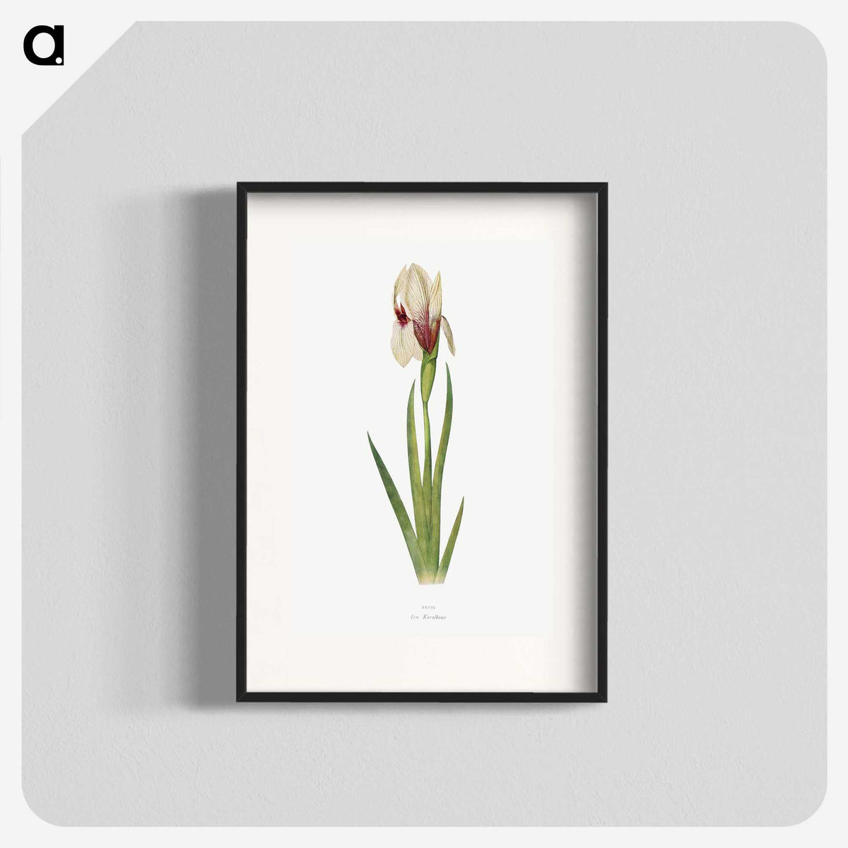 1-33_The-Genus-Iris_blk
