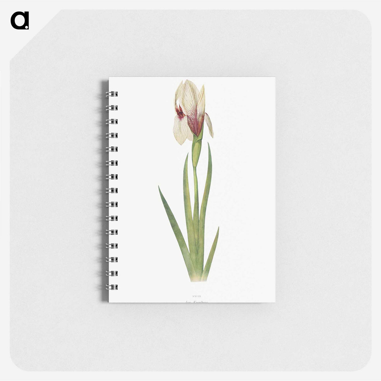 1-33_The-Genus-Iris_memo