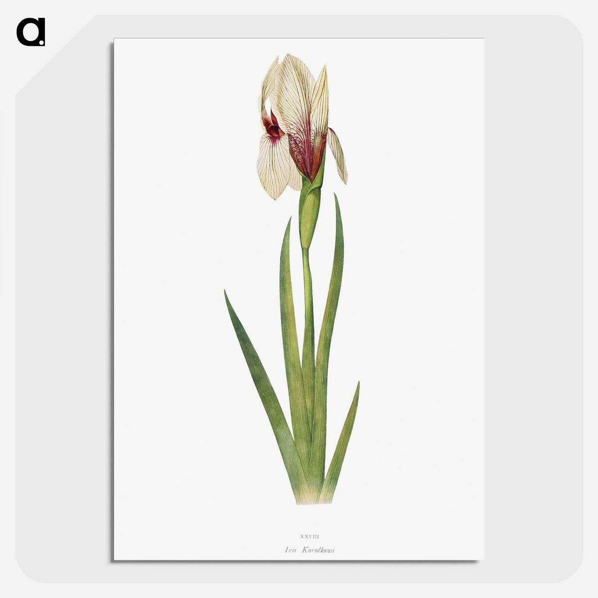 1-33_The-Genus-Iris_picture-crop