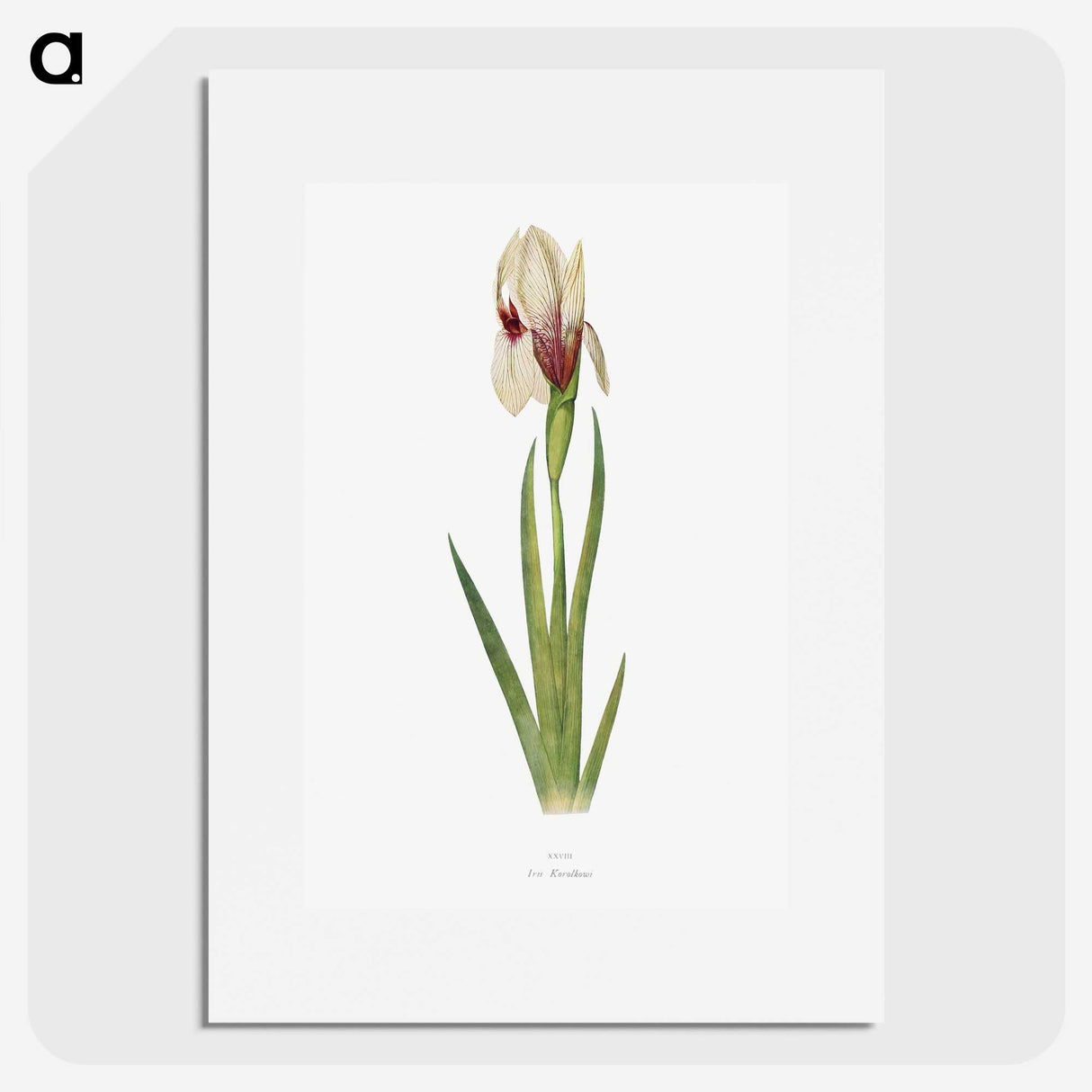 1-33_The-Genus-Iris_picture