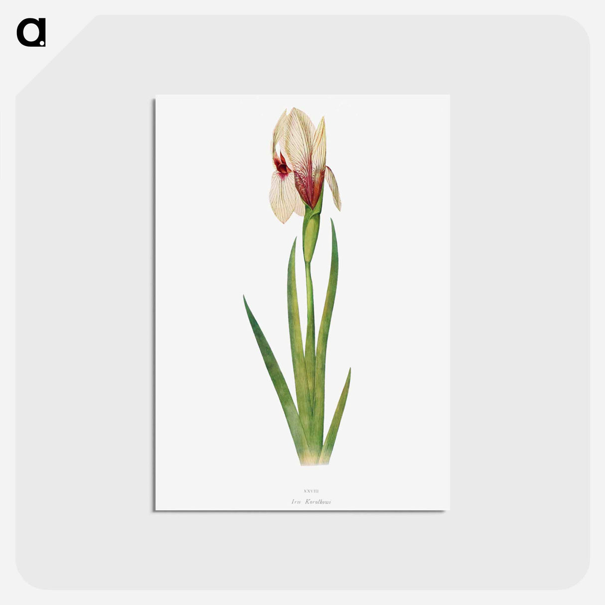 アートポストカード-Iris Korolkowi from The genus Iris
- アヤメ属 Postcard.