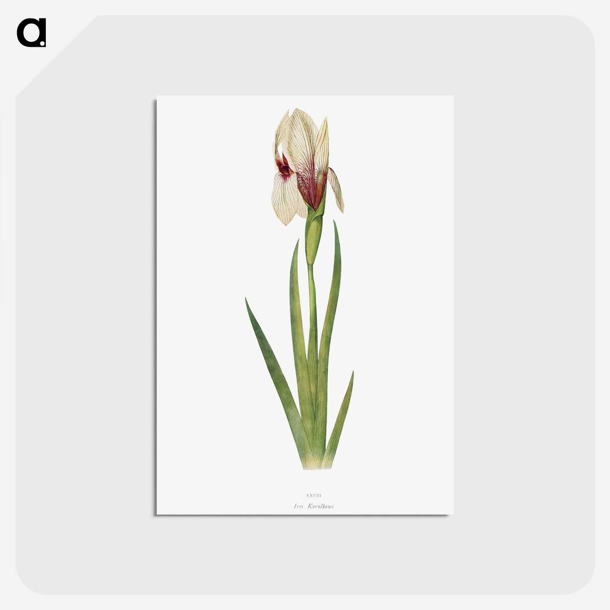 1-33_The-Genus-Iris_postcard