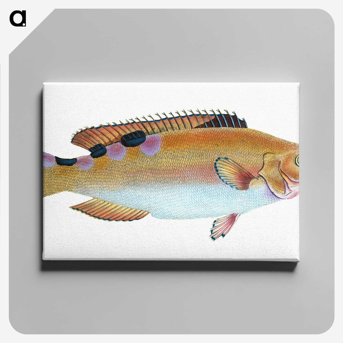1-33_The-Natural-History-of-British-Fishes_canvas
