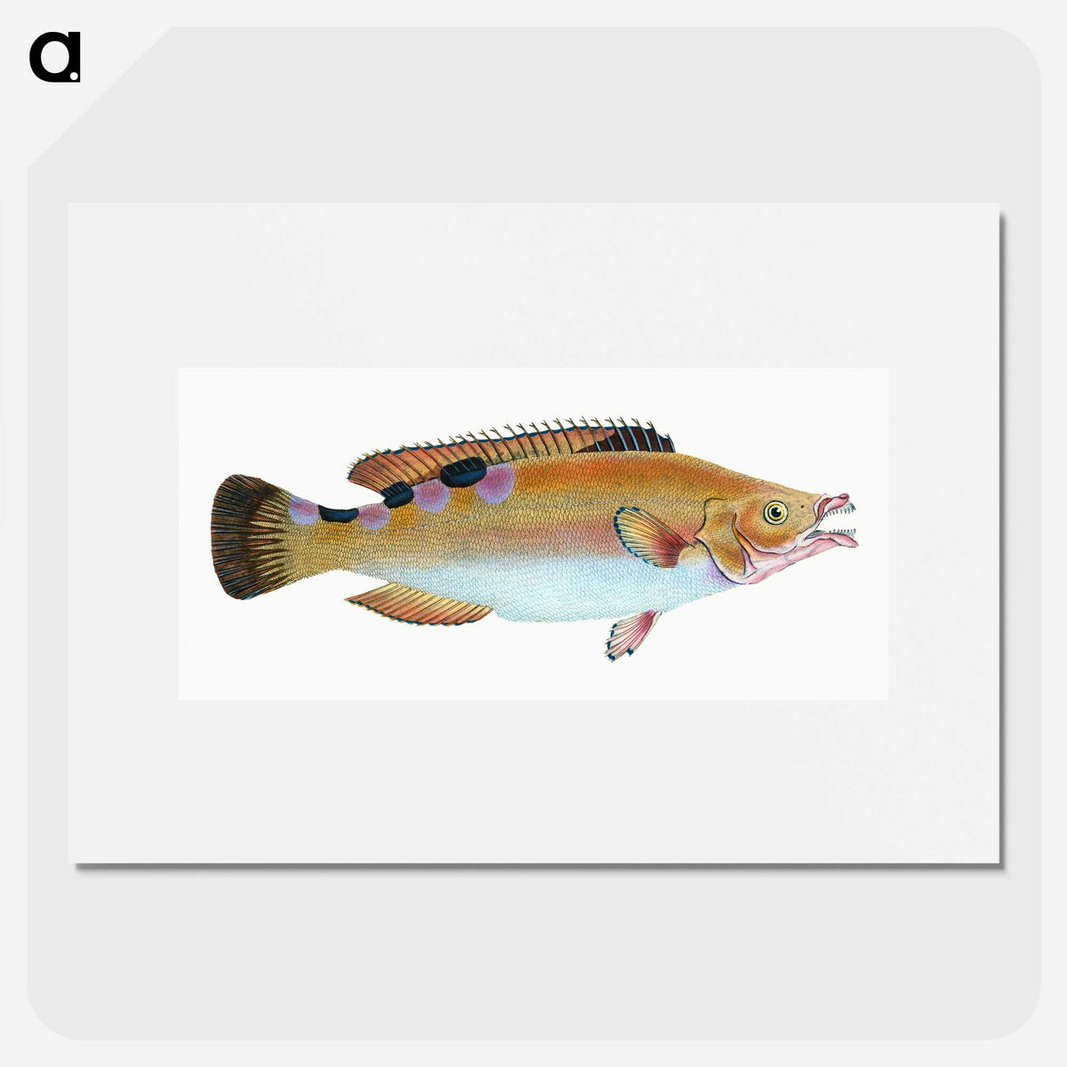 1-33_The-Natural-History-of-British-Fishes_picture