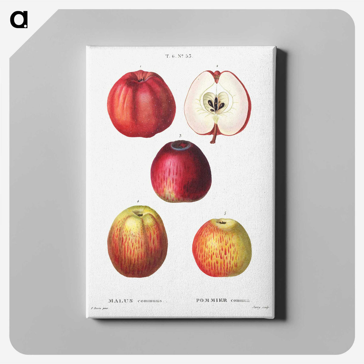 1-33_Treatise-on-Trees-and-Shrubs_canvas