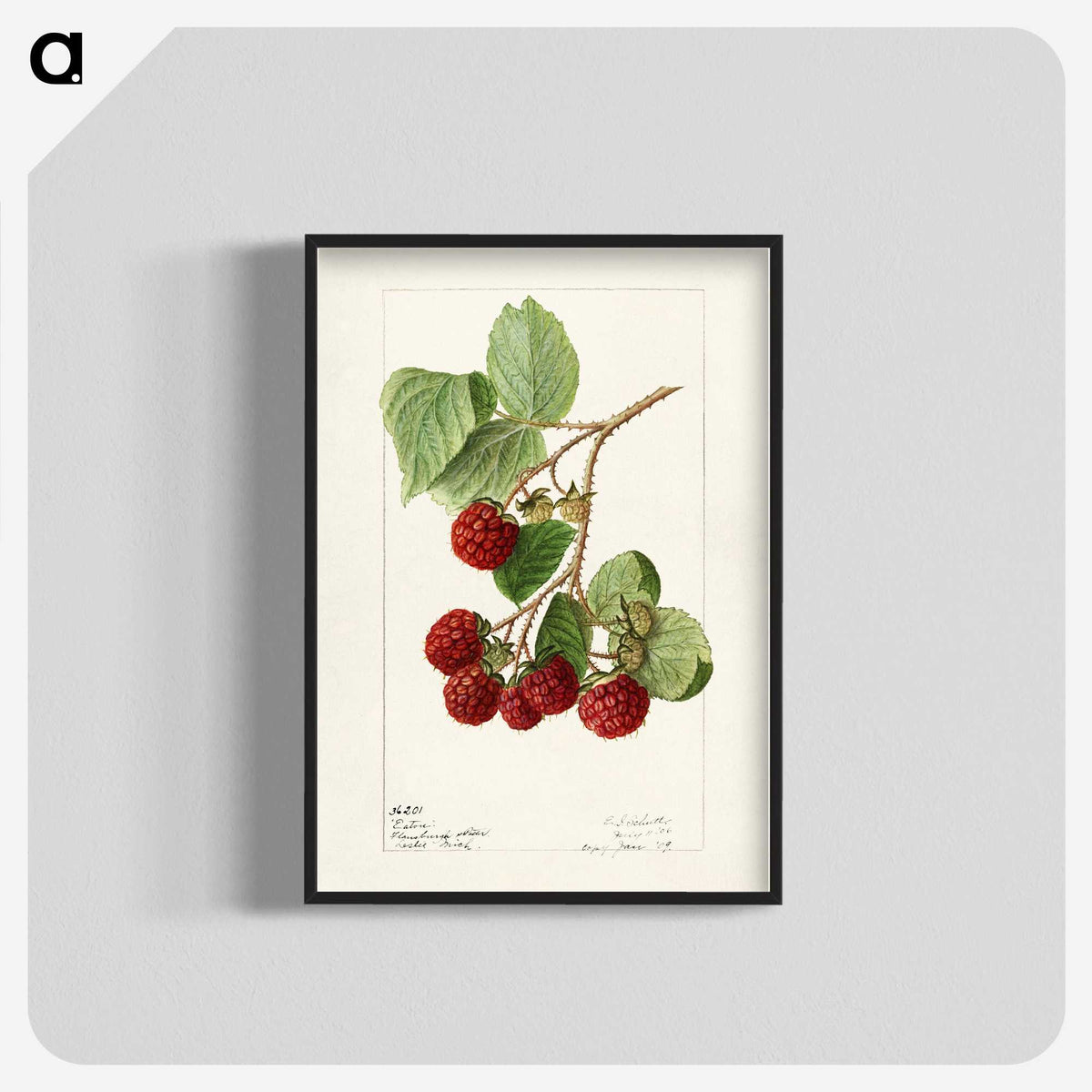 1-33_USDA-Watercolor-Fruit-Painting-Collection_blk-crop