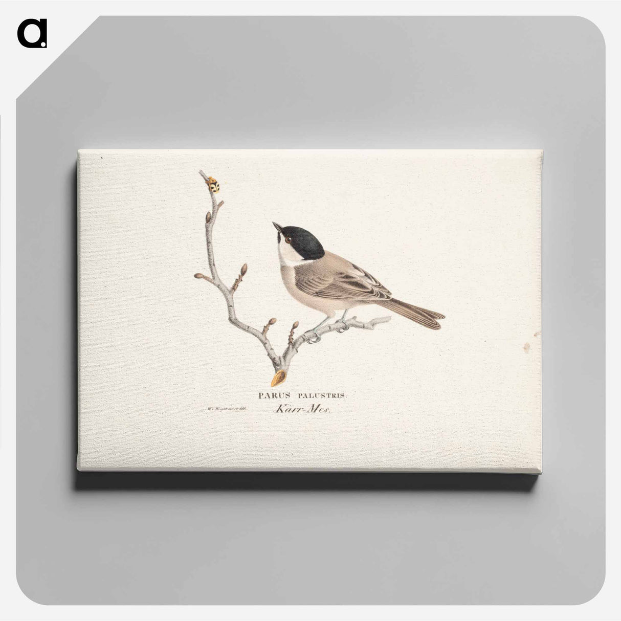 Marsh tit - Wilhelm von Wright Canvas.