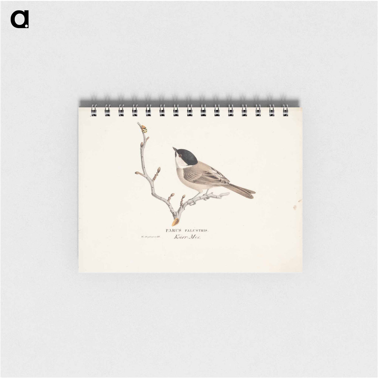 Marsh tit - ヴィルヘルム フォン ライト Memo.