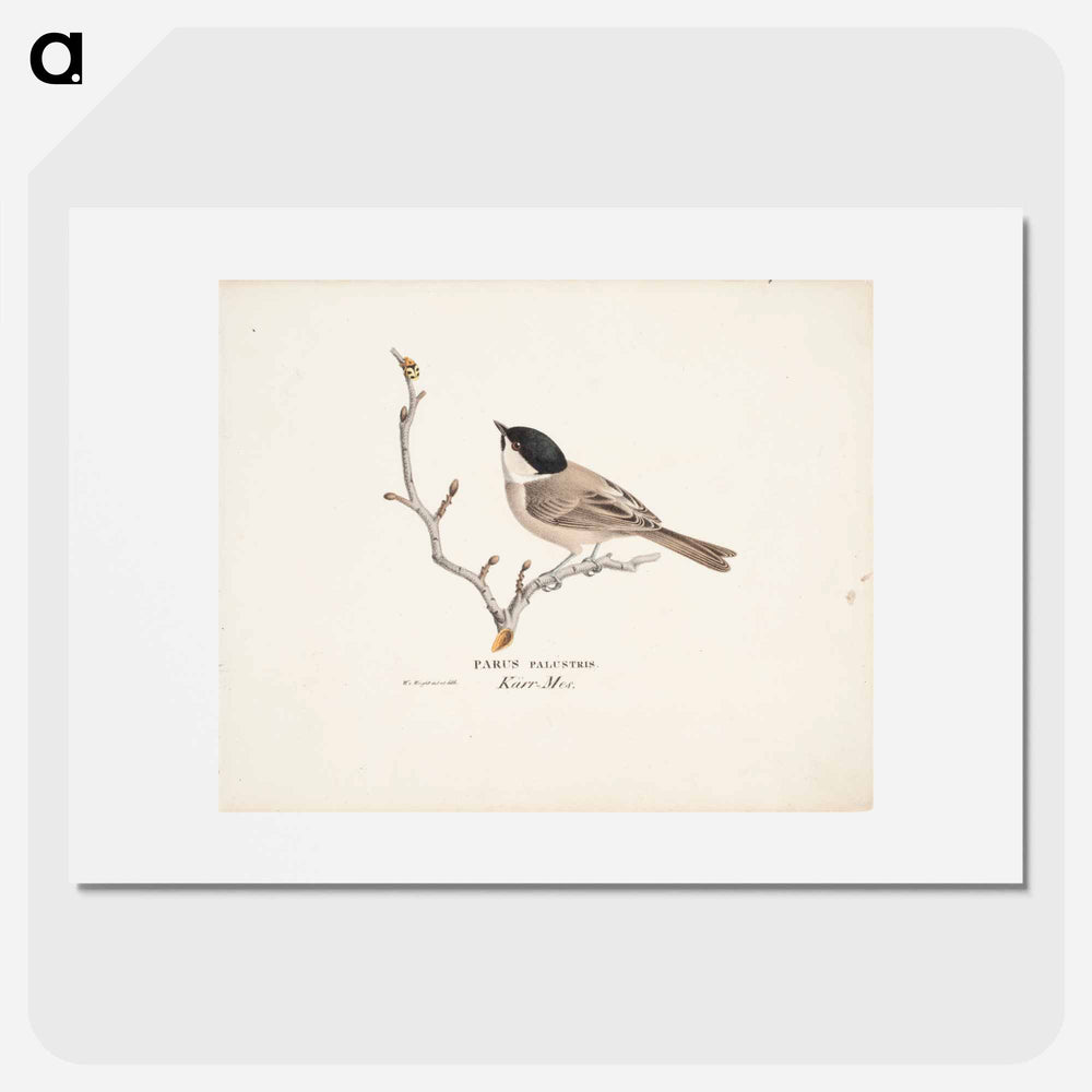 Marsh tit - ヴィルヘルム フォン ライト Poster.