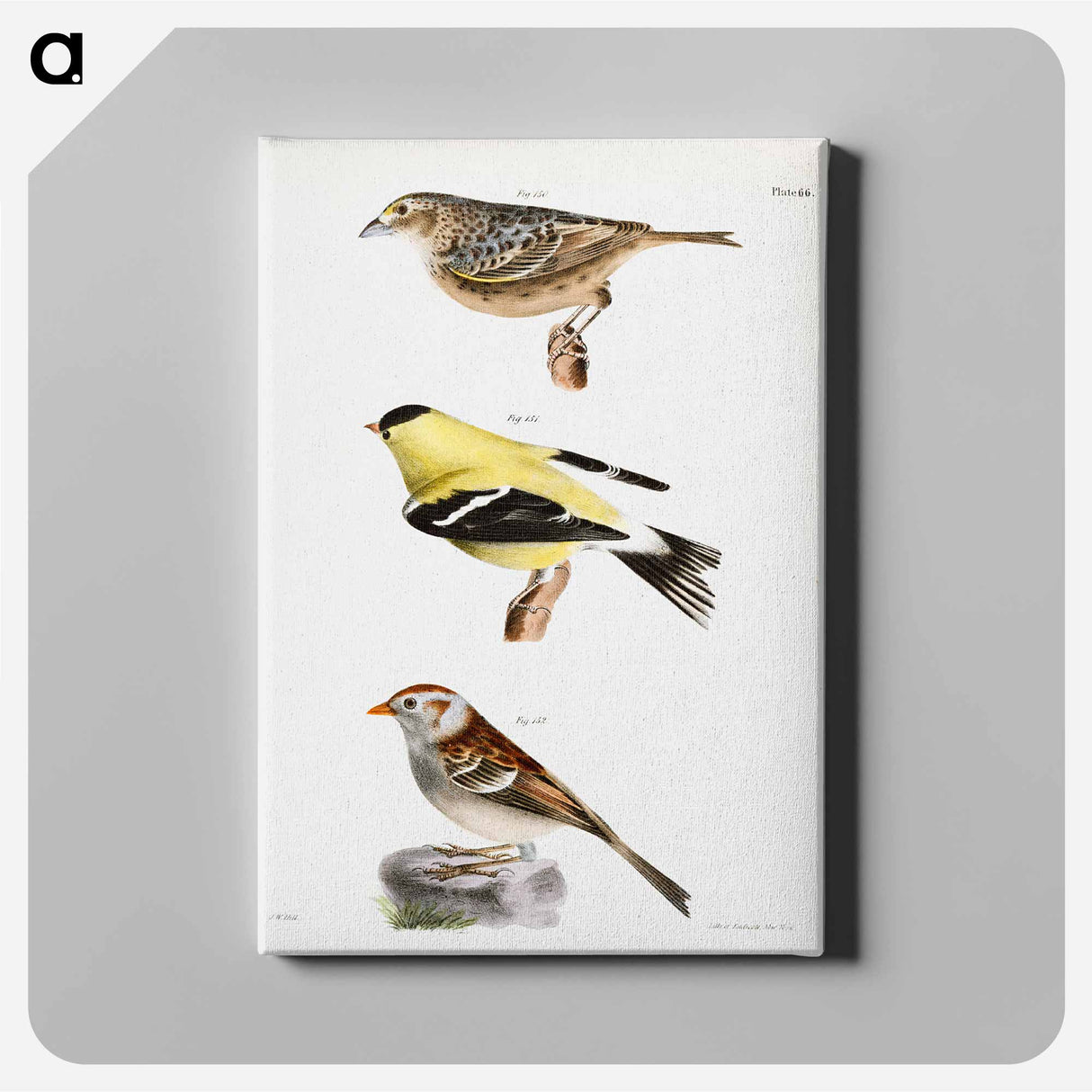 Yellow-winged Bunting (Emberiza passerina) 151. Yellowbird (Carduelis tristis) 152. Field Bunting (Emberiza pusilla) illustration from Zoology of New York by - ニューヨークの動物学 Canvas.