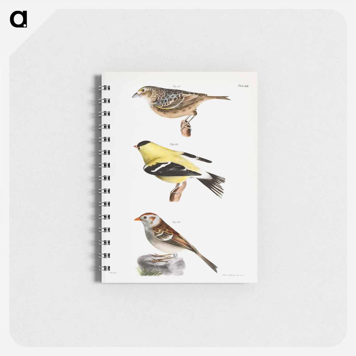 Yellow-winged Bunting (Emberiza passerina) 151. Yellowbird (Carduelis tristis) 152. Field Bunting (Emberiza pusilla) illustration from Zoology of New York by - ニューヨークの動物学 Memo.