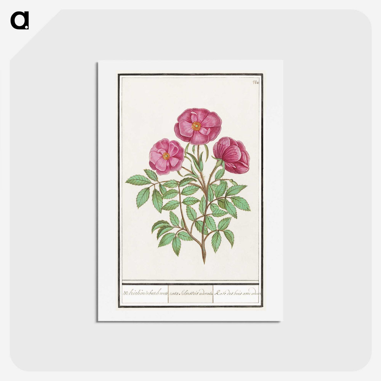 1-34_Anselmus-Boetius-de-Boodt_hagaki
