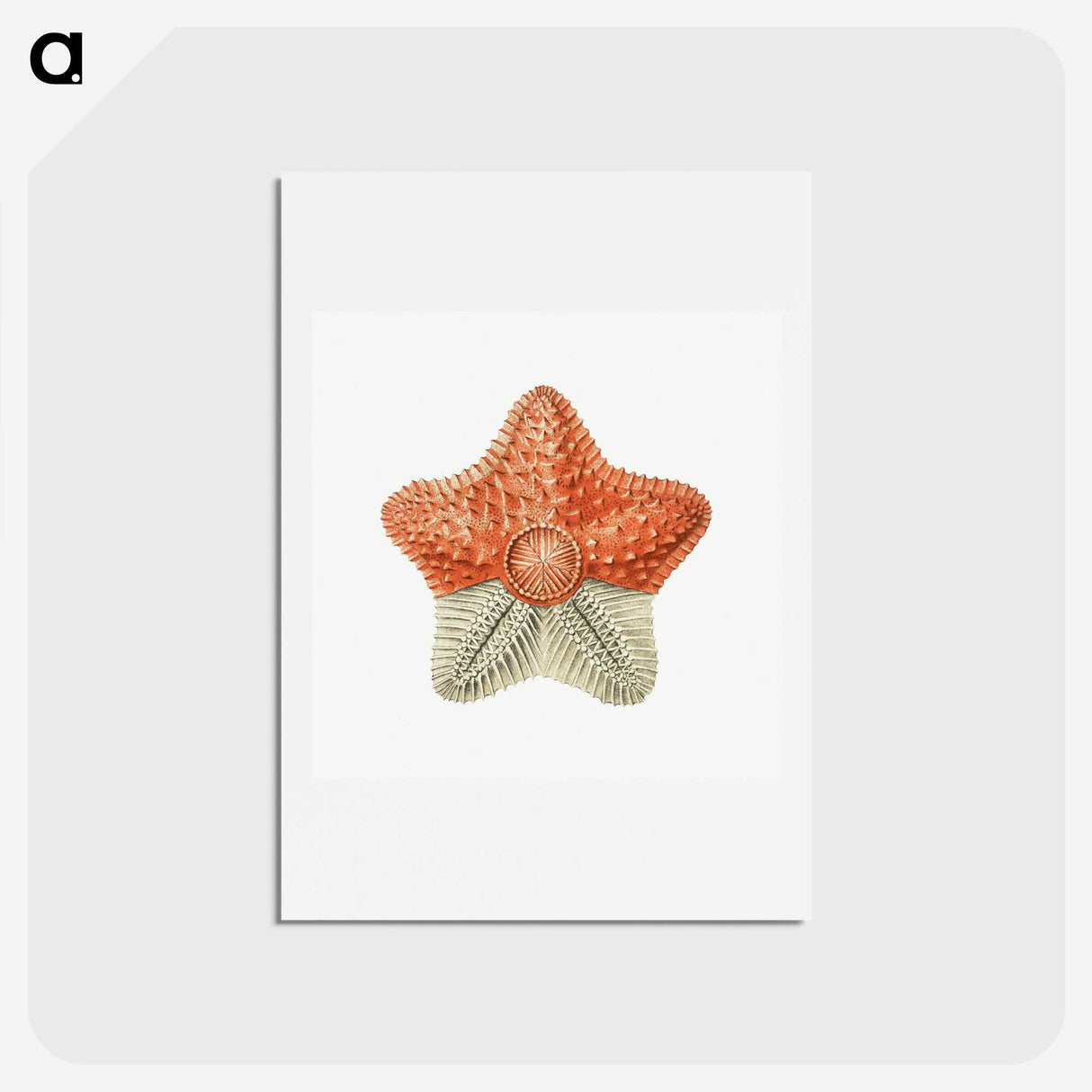 1-34_Ernst-Haeckel_hagaki