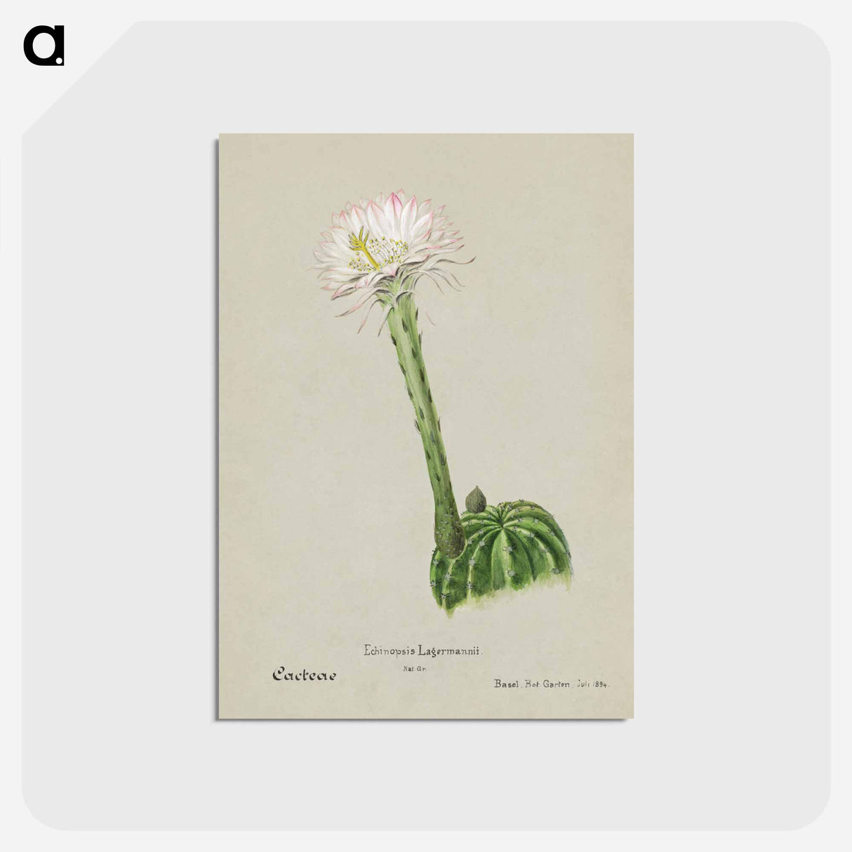 アートポストカード-Hedgehog Cactus
- サボテン科 Postcard.