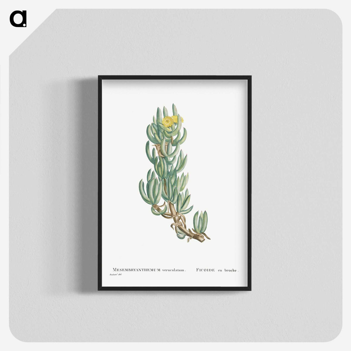 1-34_Histoire-des-Plantes-Grasses_blk-crop