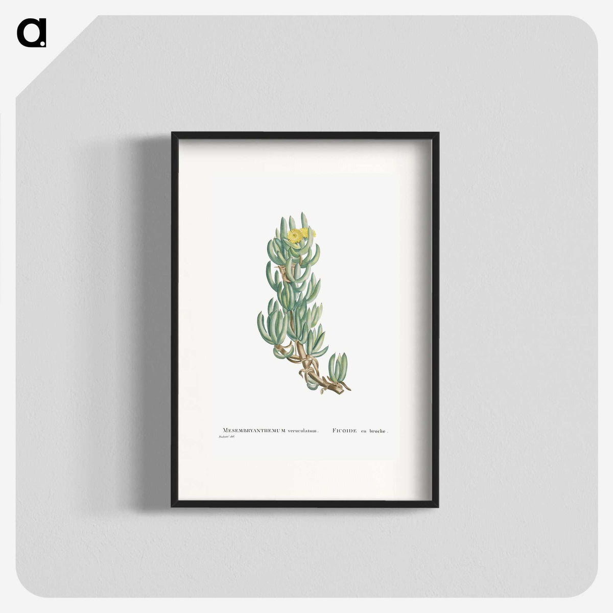 1-34_Histoire-des-Plantes-Grasses_blk