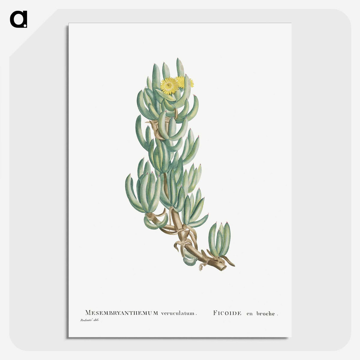 1-34_Histoire-des-Plantes-Grasses_picture-crop