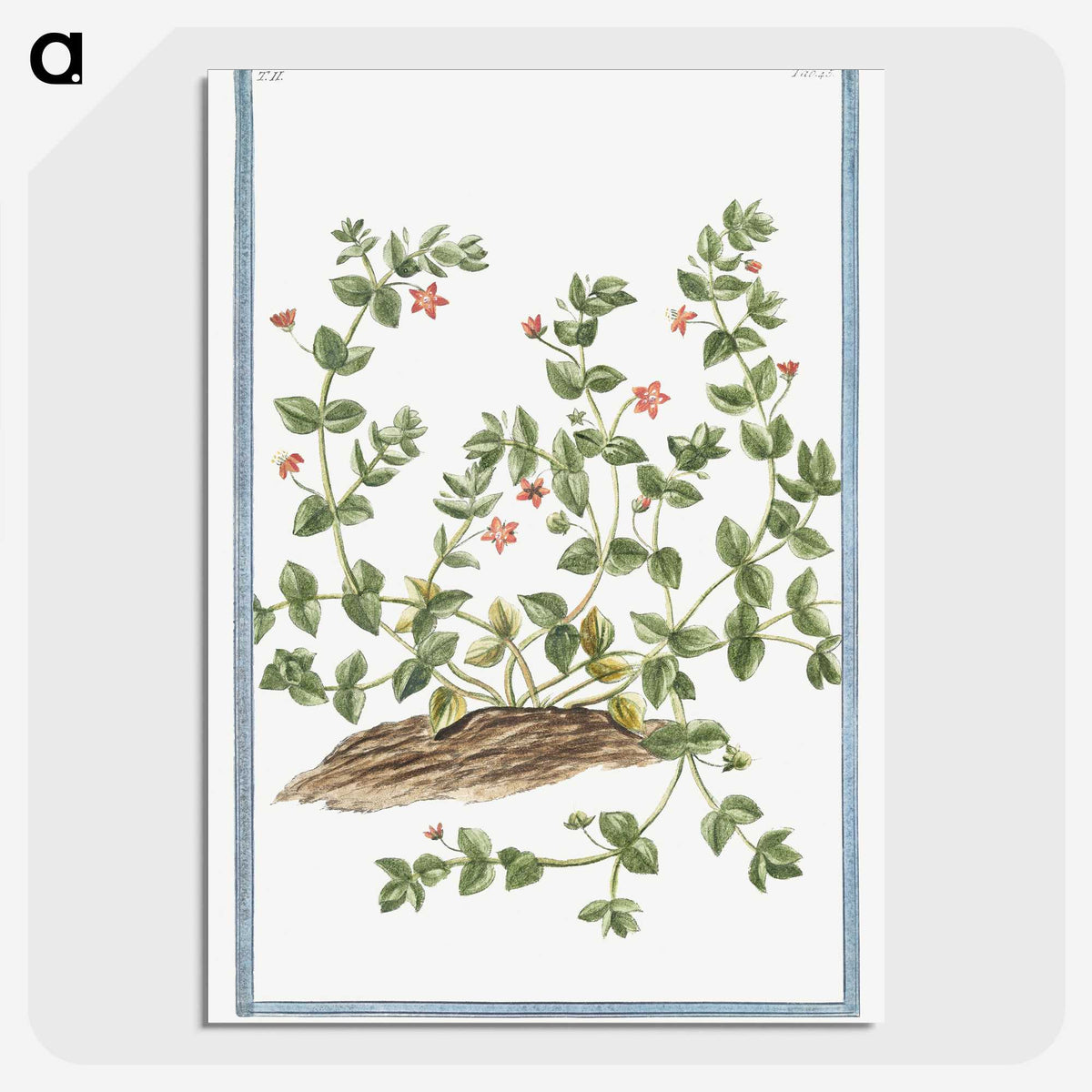 1-34_Hortus-Romanus-Botanical-Plates_picture-crop