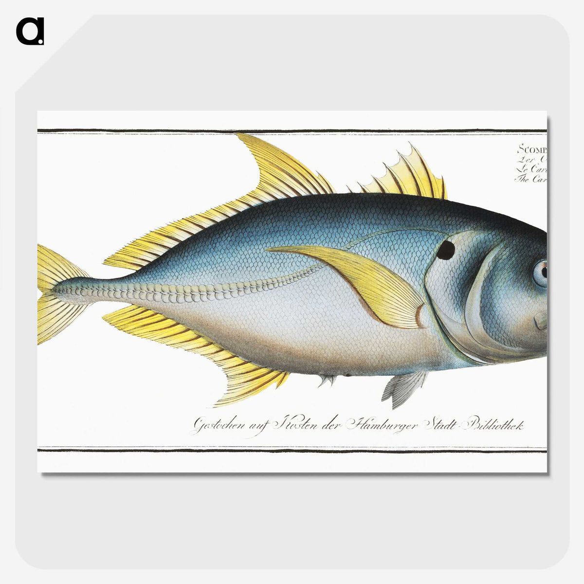 1-34_Ichtyologie-ou-Histoire-naturelle_picture-crop